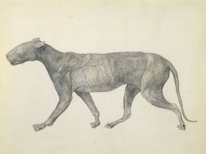 Tigre : Vue latérale, avec peau et tissu enlevés, de la série 